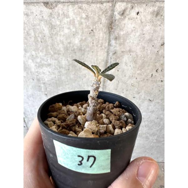 現品限り】ドルステニア・ギガス 実生【A37】 Dorstenia gigas【植物