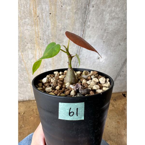 現品限り】プセウドボンバックス・エリプティクム【C61】 Pseudobombax