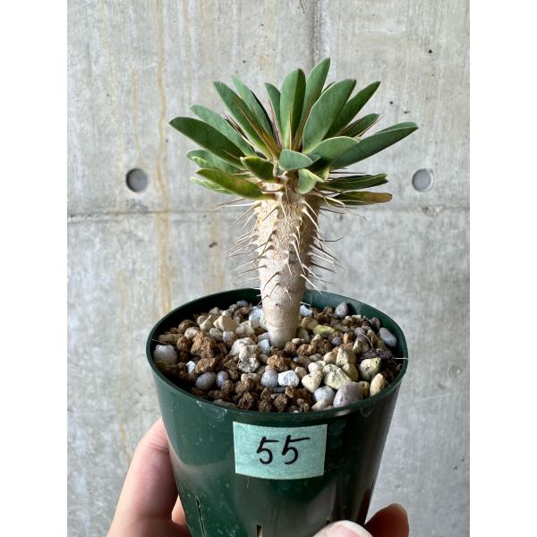 ユーフォルビア　ギラウミニアナ 現品限り】ユーフォルビア・ギラウミニアナ【D55】 Euphorbia