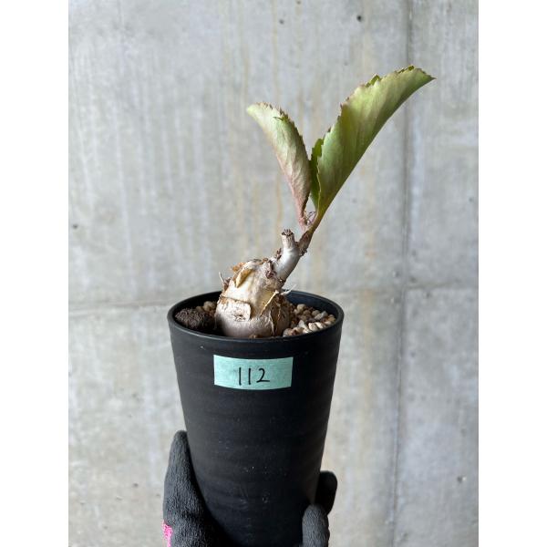 現品限り】キフォステンマ・バイネシー【E112】 Cyphostemma bainesii