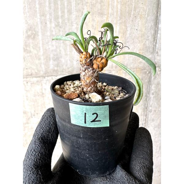 オトンナ　レピドカウリス　塊根植物　多肉植物　コーデックス 現品限り】オトンナ・レピドカウリス【L12】 Othonna lepidocaulis