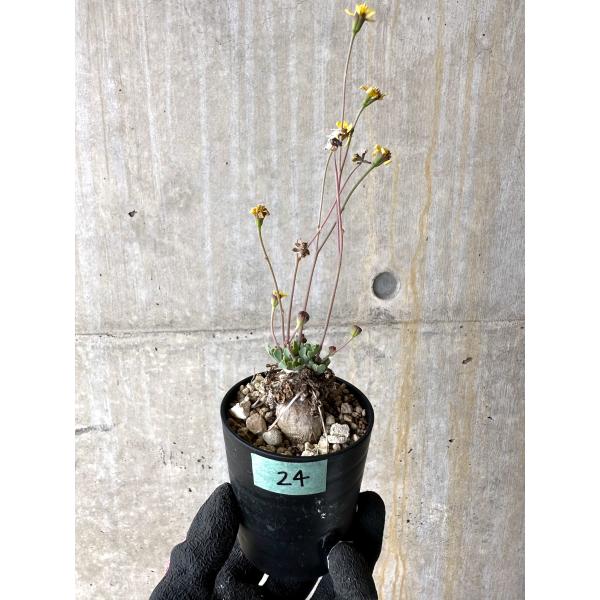 現品限り】オトンナ ステインコフ【N14】 Othonna sp Steinkopf【植物