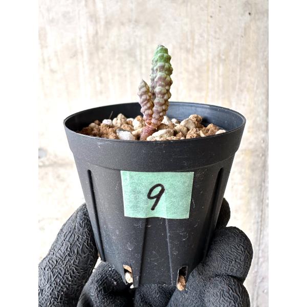 plant-brothers_plants231020l9