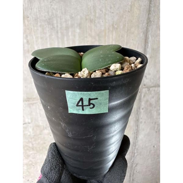 plant-brothers_plants231108p45