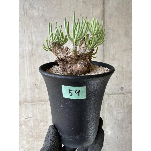 plant-brothers_plants231108p59 plant-brothers_plants231108p59