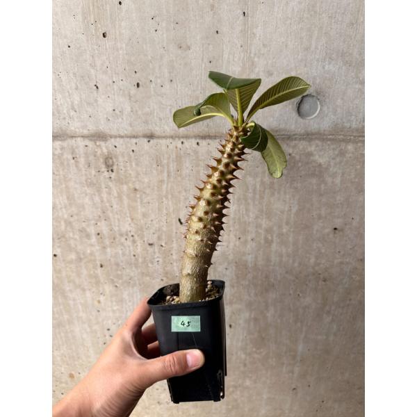 現品限り】パキポディウム・バロニー 実生【B45】 Pachypodium baronii