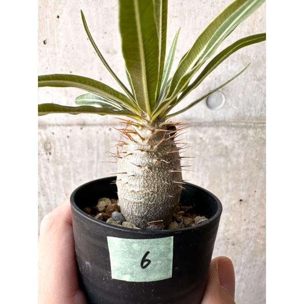 現品限り】パキポディウム・グラキリス 実生【C6】 Pachypodium