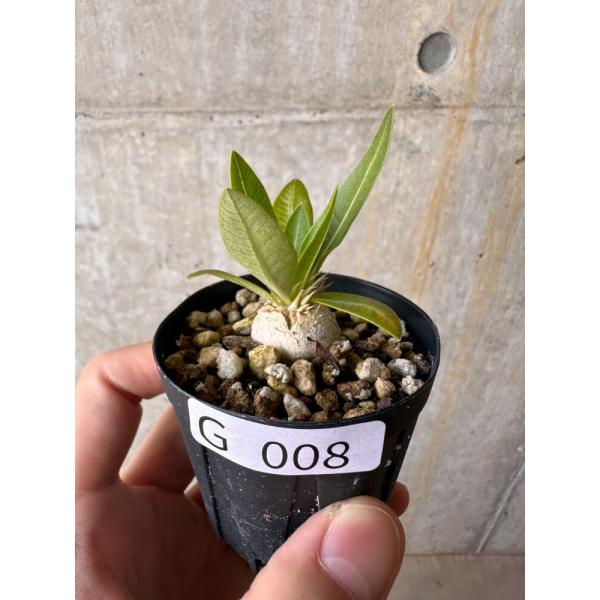 現品限り】パキポディウム・エニグマチカム【G8】 Pachypodium