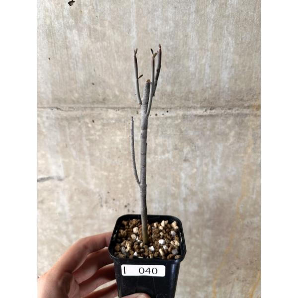 現品限り】ユーフォルビア・アルブスクラ【I40】 Euphorbia arbuscula