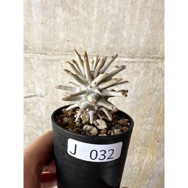 現品限り】チレコドン・ワリチー【J32】 Tylecodon wallichii【植物