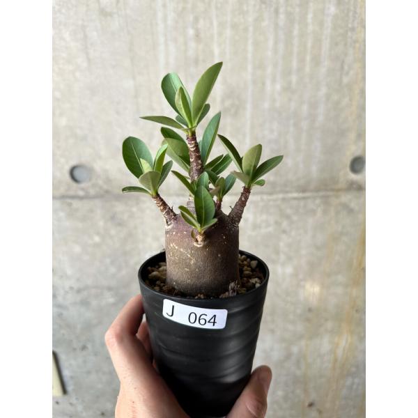 現品限り】アデニウム・アラビカム ブラックスキン【J64】 Adenium