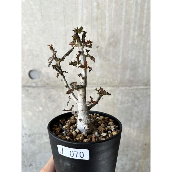 現品限り】ボスウェリア・ナナ 大株【J70】 Boswellia nana 現品限り】ボスウェリア・ナナ 大株【J70】 Boswellia nana