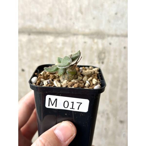 現品限り】チレコドン・ノルティ【M17】 Tylecodon nolteei【植物
