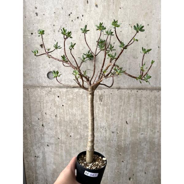現品限り】オトンナ・アルブスクラ【M47】 Othonna arbuscula【植物