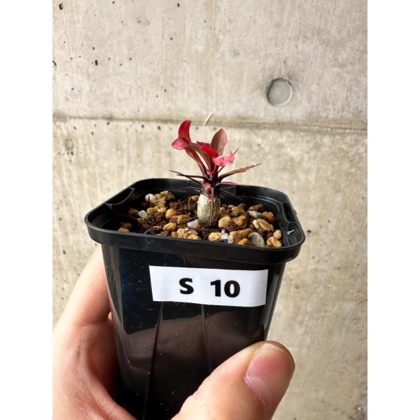 現品限り】フォークイエリア・ファシクラータ【S10】 Fouquieria