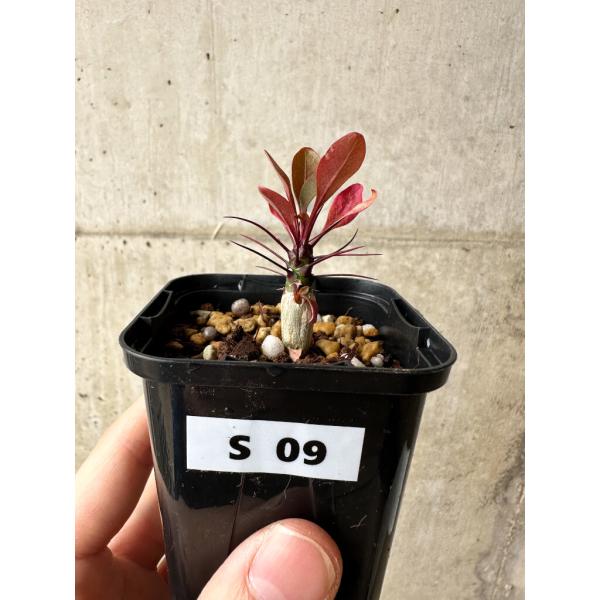 現品限り】フォークイエリア・ファシクラータ【S9】 Fouquieria