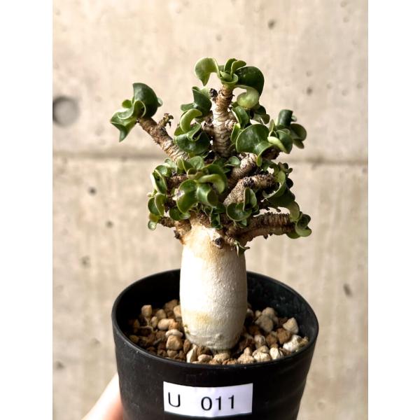 plant-brothers_plants250522u11