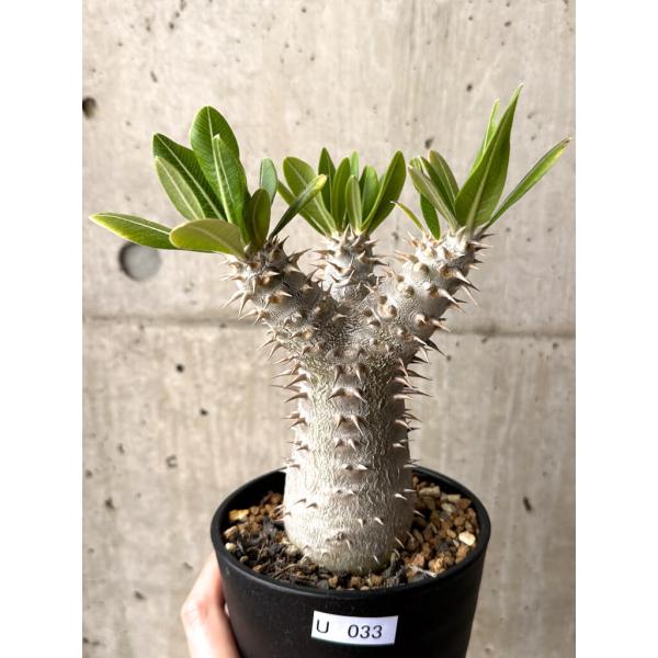 plant-brothers_plants250522u33