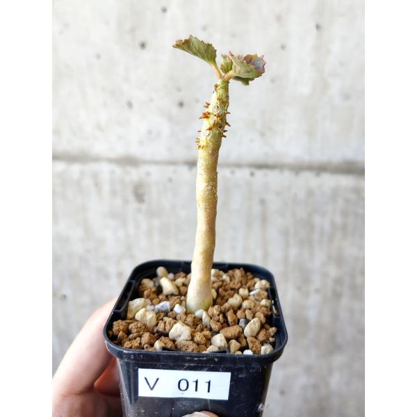 G01 ドルステニア ジプソフィラ 希少現地株 ドルステニア ジプソフィラ 実生 Dorstenia gypsophila 塊根植物 多肉