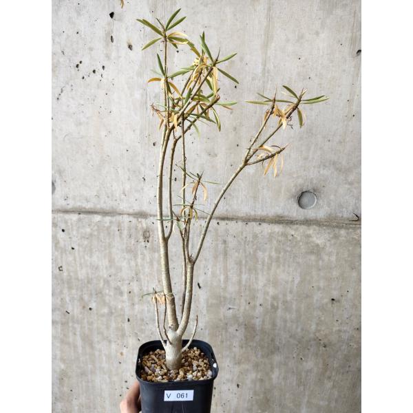 現品限り】ユーフォルビア・バルサミフェラ【V61】 Euphorbia