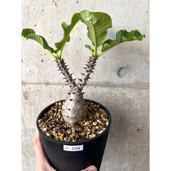 パキポディウム・ウィンゾリー 実生 大株の魅力と育て方