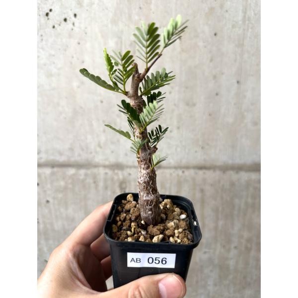 現品限り】センナ・メリディオナリス 実生【AB56】 Senna meridionalis