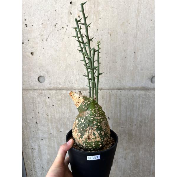 アデニア　グロボーサ　発根済　現地球　良型 アデニア グロボーサ 発根済 現地球 良型 アデニア グロボーサ 発根済