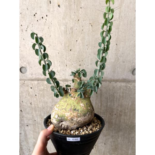 アデニア スピノーサ 現地株 発根済 現品限り】アデニア・スピノーサ 現地株 発根済み 4ヶ月管理【AE30