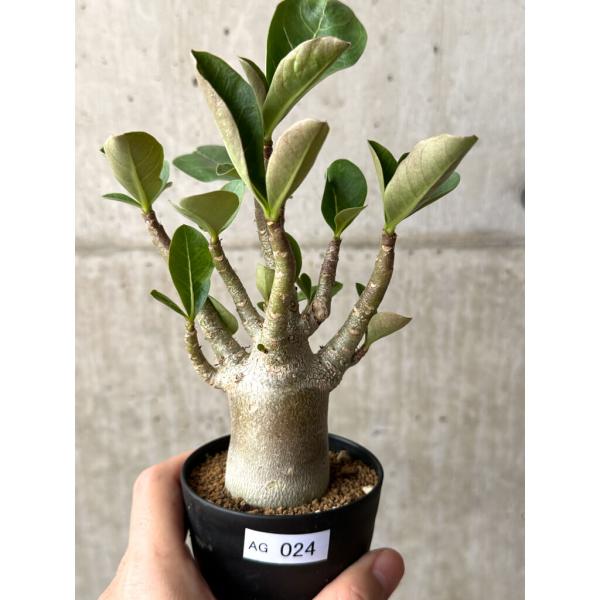 現品限り】アデニウム・アラビカム ブラックスキン【AG24】 Adenium