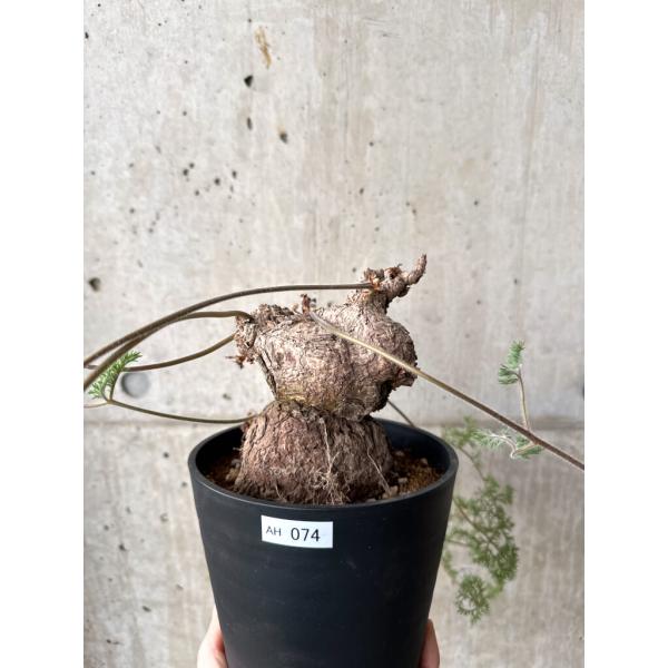 ペラルゴニウム・トリステ現地株の魅力と育て方ポイント