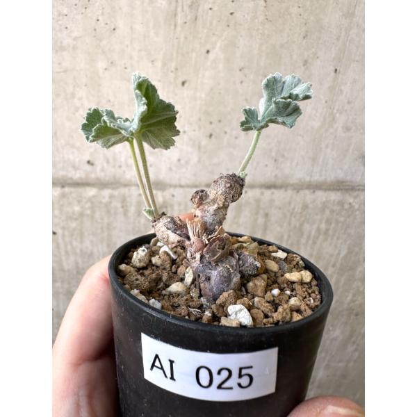 ペラルゴニウム　ミラビレ　発根済　塊根植物 現品限り】ペラルゴニウム・ミラビレ 挿し木 発根済み【AI25