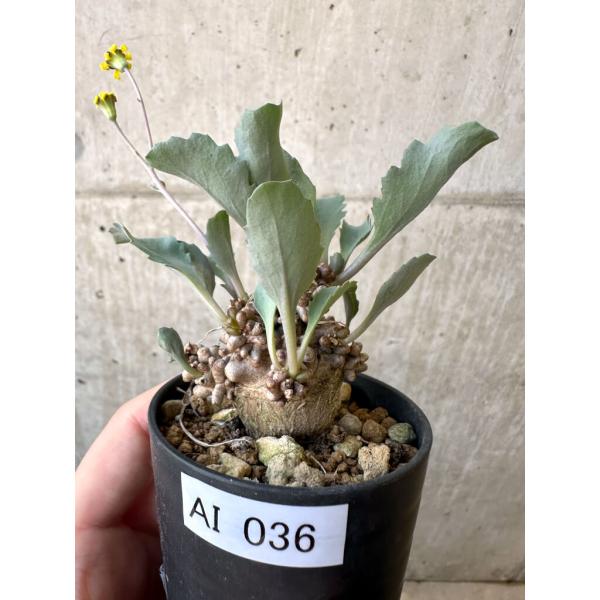 【現品限り】オトンナ・ヘレー 蛮鬼塔【AI36】 Othonna herrei【植物】塊根植物 夏型 コーデックス
