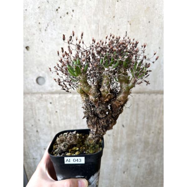 現品限り】チレコドン・レティキュラーツス 万物想 現地株【AI43