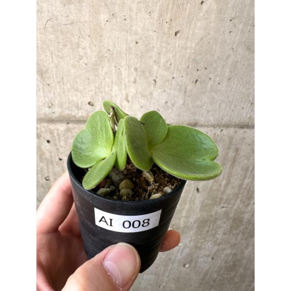現品限り】チレコドン・アトロプルプレウス【AI8】 Tylecodon