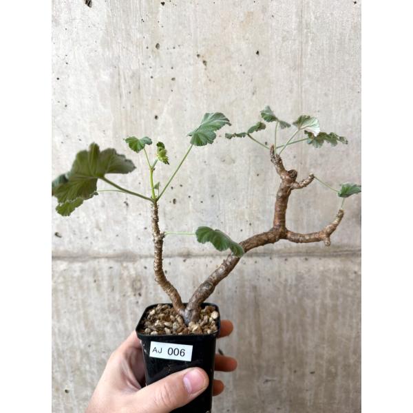 【現品限り】ぺラルゴニウム・エキナツム【AJ6】 Pelargonium echinatum【植物】塊根植物 夏型 コーデックス