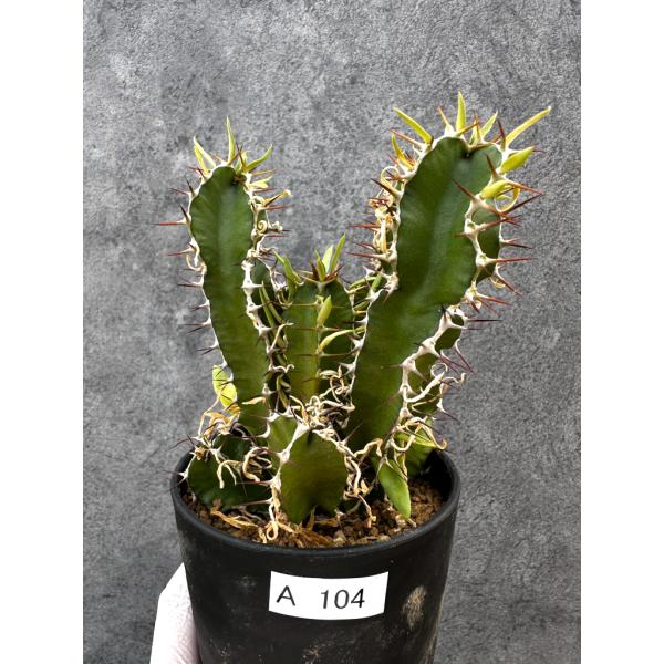 現品限り】ユーフォルビア・ムランジーナ 実生【A104】 Euphorbia