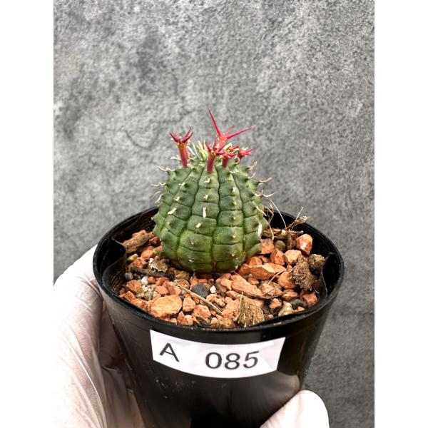 【現品限り】ユーフォルビア・群星冠【A85】 Euphorbia stellispina