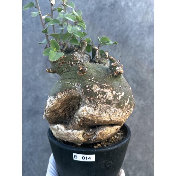 【現品限り】アデニア・スピノーサ 現地株 発根済み【B14】 Adenia spinosa