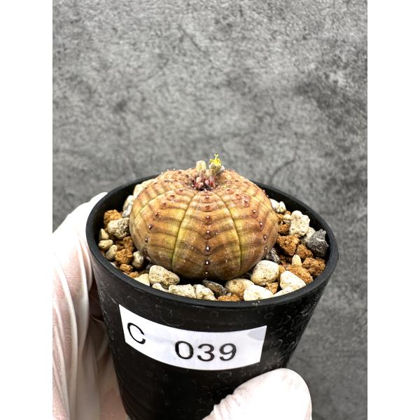 【現品限り】ユーフォルビア・オベサ オス 実生【C39】 Euphorbia obesa