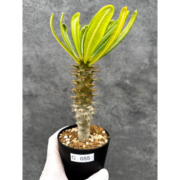 【現品限り】パキポディウム・アンボンゲンセ 実生【C55】 Pachypodium ambongense