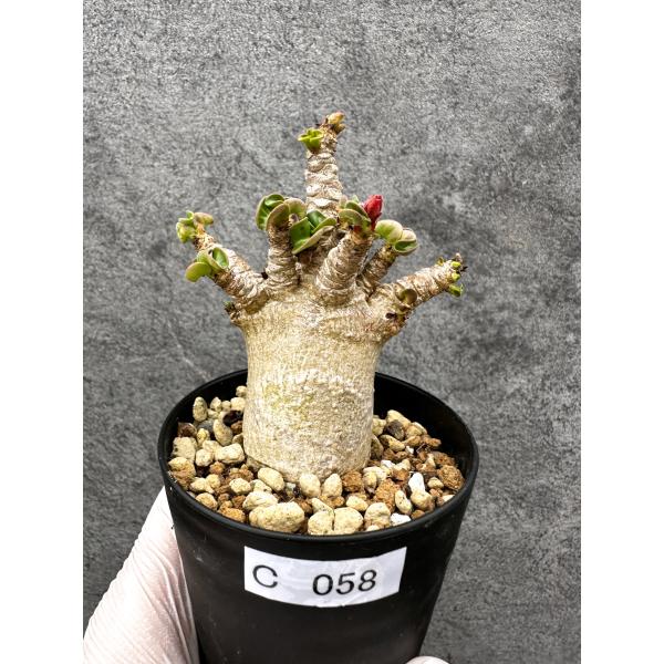 【現品限り】アデニウム・獅子葉 葉巻き 実生【C58】 Adenium DHA