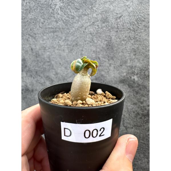 【現品限り】アデニウム・DHA 獅子葉 葉巻 美肌【D2】 Adenium DHA
