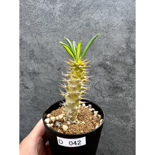 【現品限り】パキポディウム・アンボンゲンセ 実生【D42】 Pachypodium ambongense