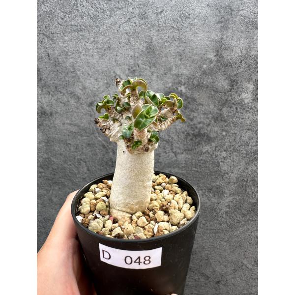 【現品限り】アデニウム・DHA 獅子葉 葉巻 美肌 実生【D48】 Adenium DHA