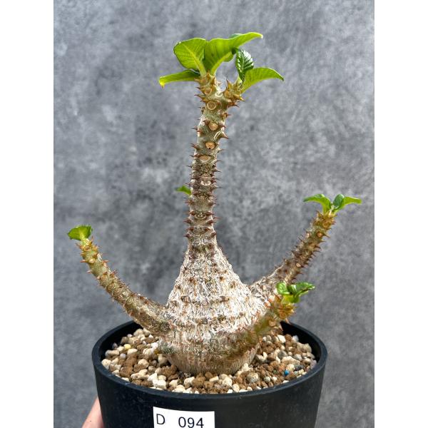 【現品限り】パキポディウム・ウィンゾリー 実生 大株【D94】 Pachypodium windsorii