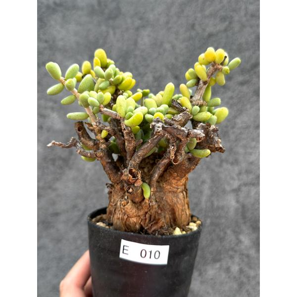 【現品限り】ケラリア・ピグマエア 現地株 2年ほど管理 発根済み【E10】 Ceraria pygmaea