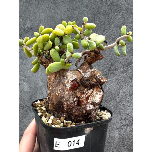【現品限り】ケラリア・ピグマエア 現地株 2年ほど管理 発根済み【E14】 Ceraria pygmaea