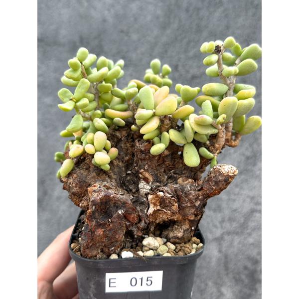【現品限り】ケラリア・ピグマエア 現地株 2年ほど管理 発根済み【E15】 Ceraria pygmaea