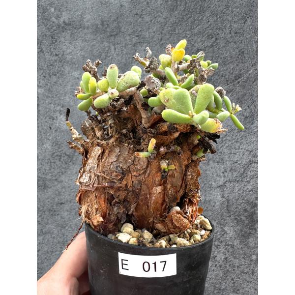 【現品限り】ケラリア・ピグマエア 現地株 2年ほど管理 発根済み【E17】 Ceraria pygmaea