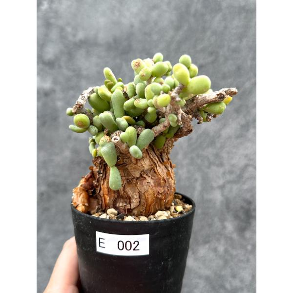 【現品限り】ケラリア・ピグマエア 現地株 2年ほど管理 発根済み【E2】 Ceraria pygmaea